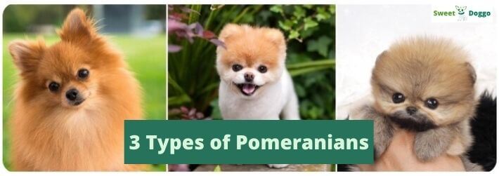 3 Types of Pomeranians