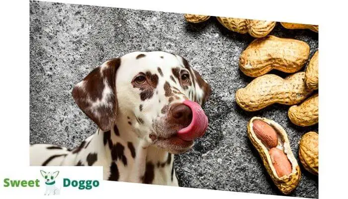 Are Peanuts Safe For Dogs