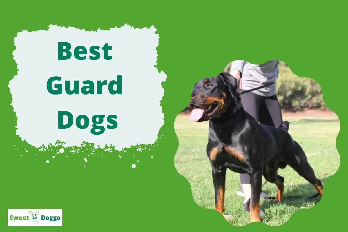 Best Guard Dogs