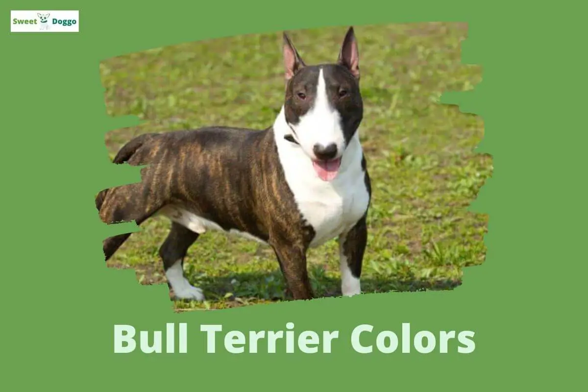 Bull Terrier Colors