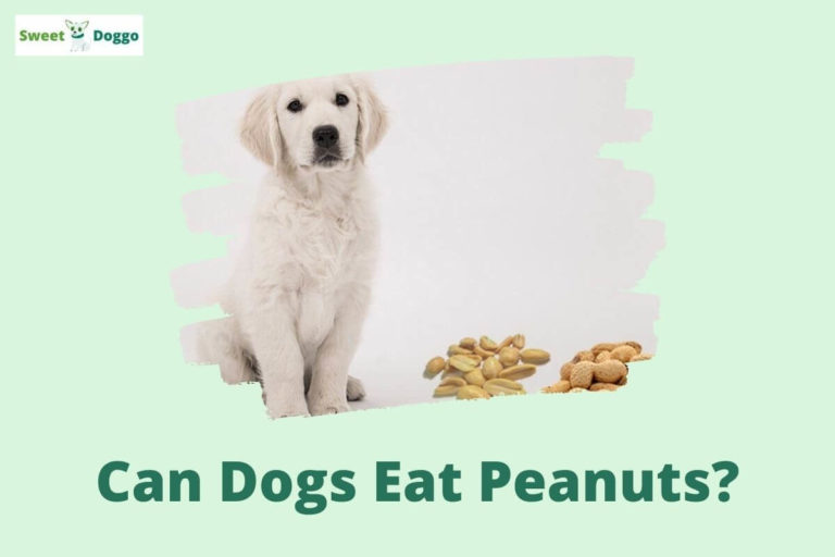 Can Dogs Eat Peanuts