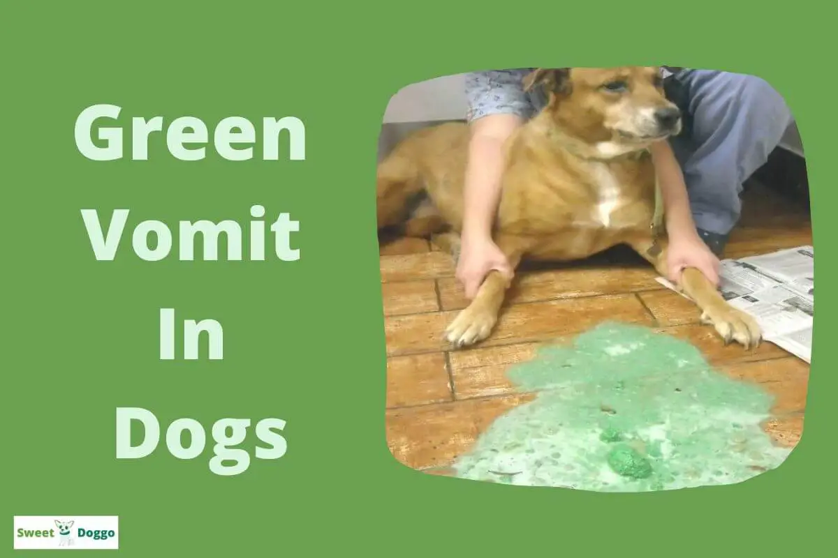 Dog Vomiting Green