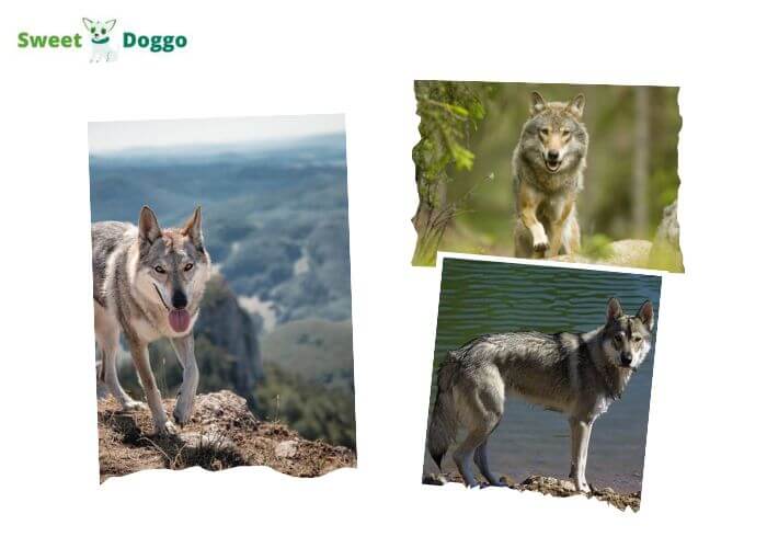 Dog breeds that look like wolves