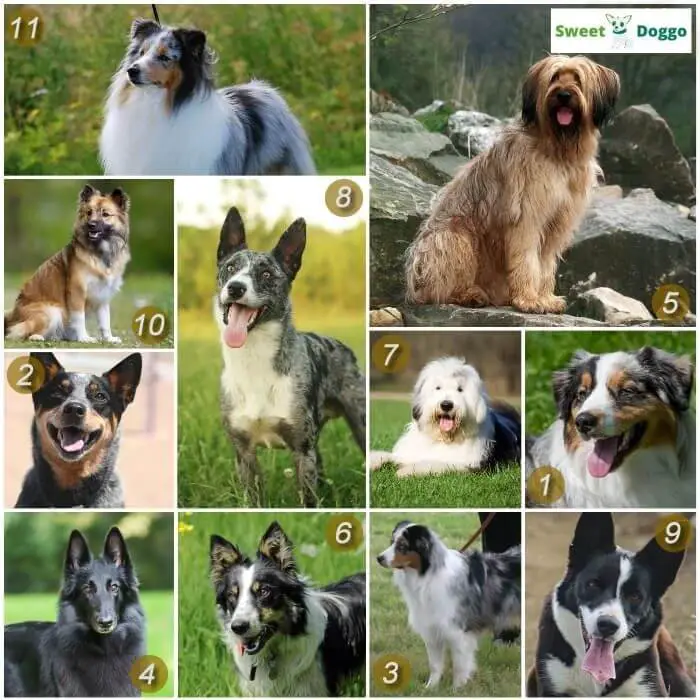 Dogs That Look Like Collies