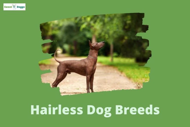Hairless dog breeds