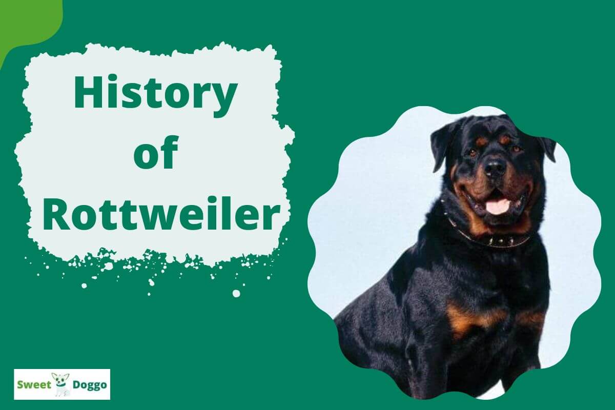 Historio de Rottweiler