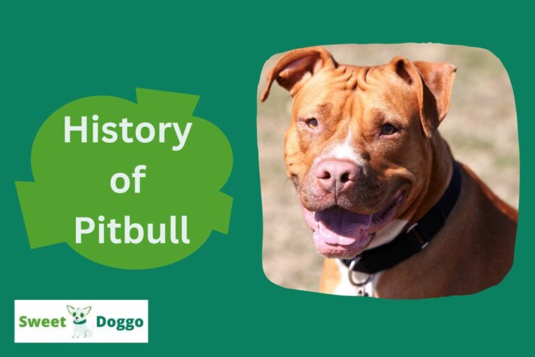 History of the Pitbull
