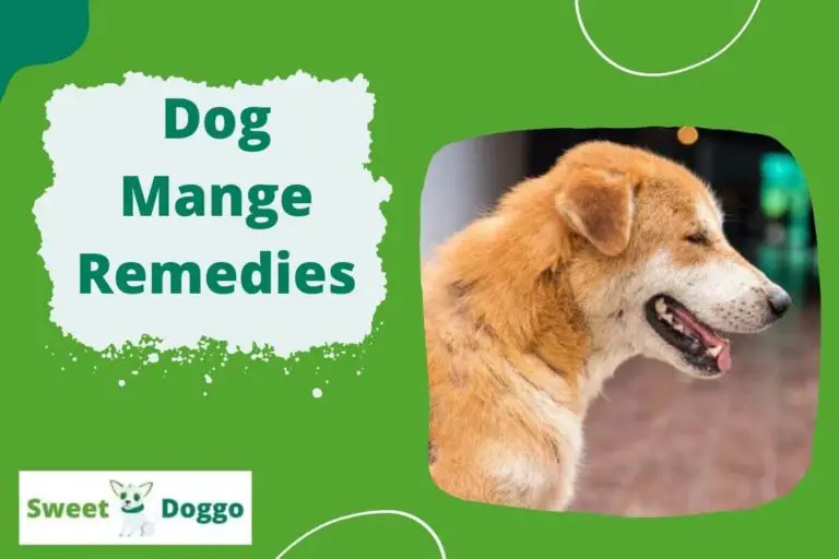Home Remedy for Dog Mange