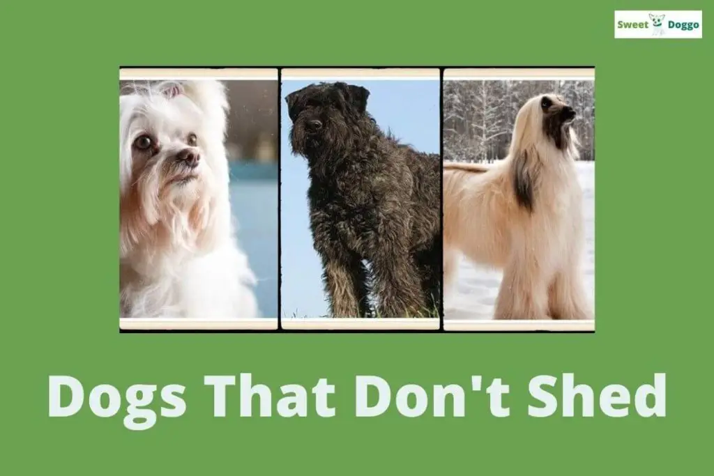 33+ Best Dog Breeds That Don't Shed [Small, Medium, Large]