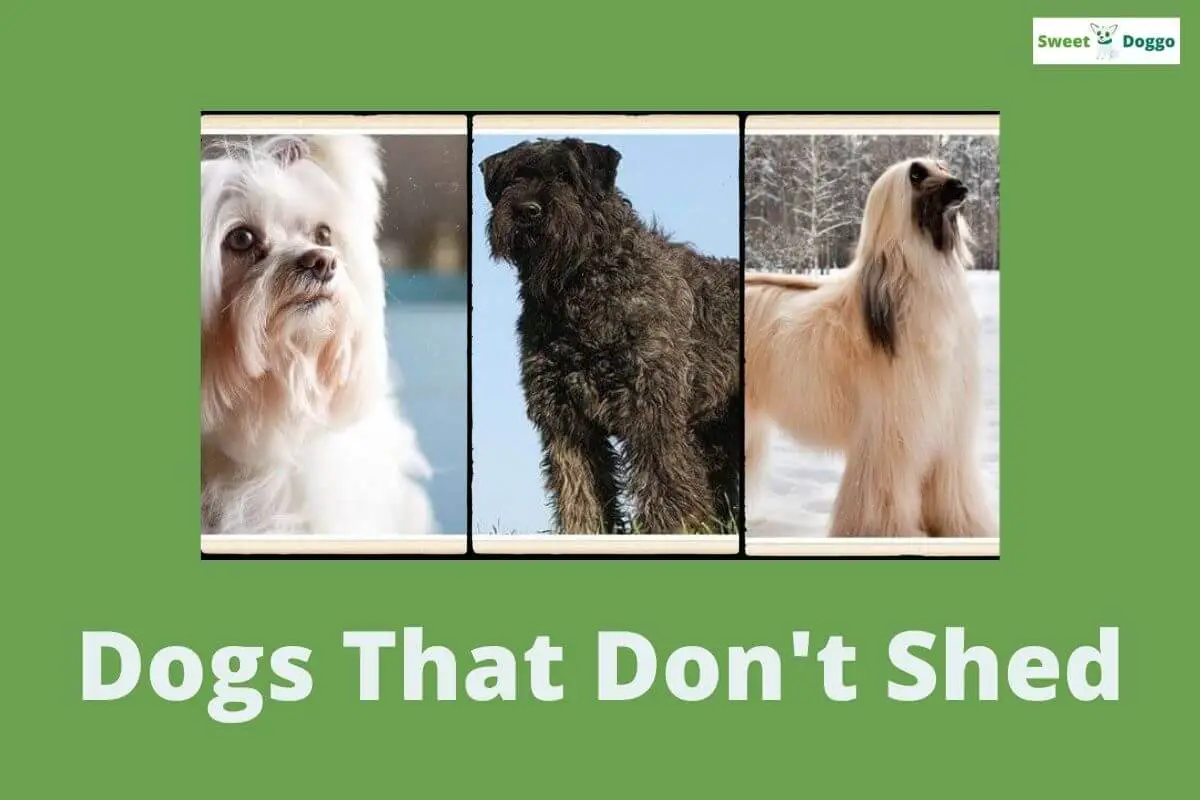 Dog Breeds that dont Shed