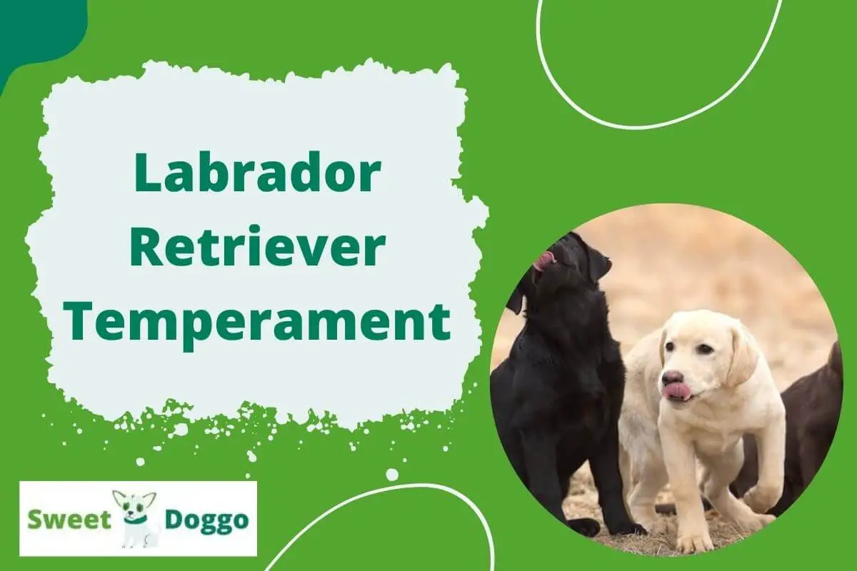 Labrador Retriever Temperament