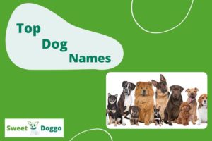 Namen für Hunde