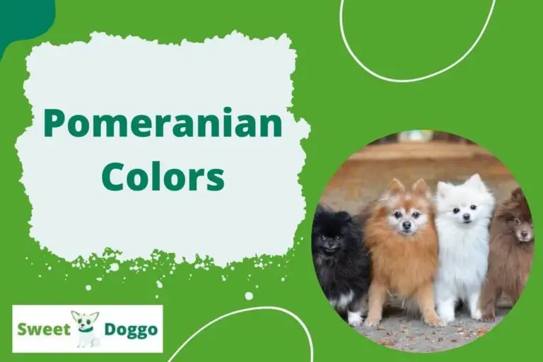 23 Pomeranian Colors Patterns Coats Combinations 2022   Pomeranian Colors 768x512 