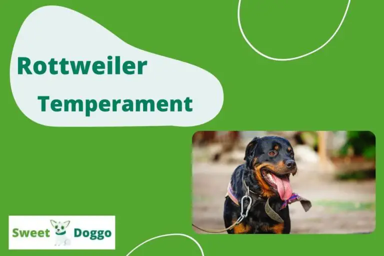 Rottweiler temperament