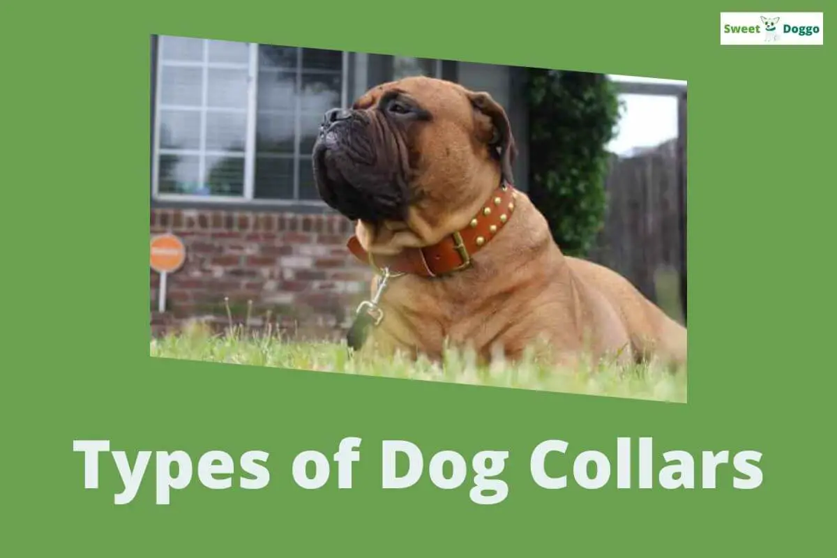 Types of Dog Collars