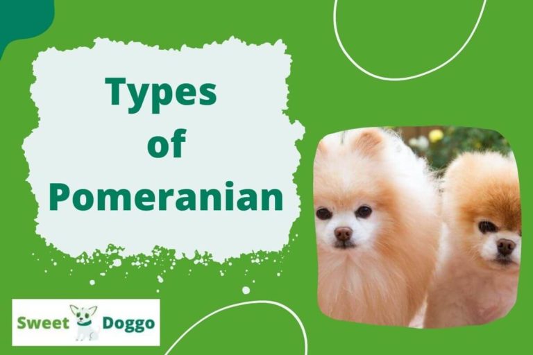 Pomeranian Types