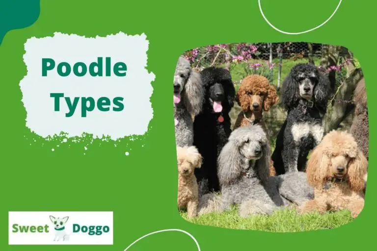 Types of Poodles