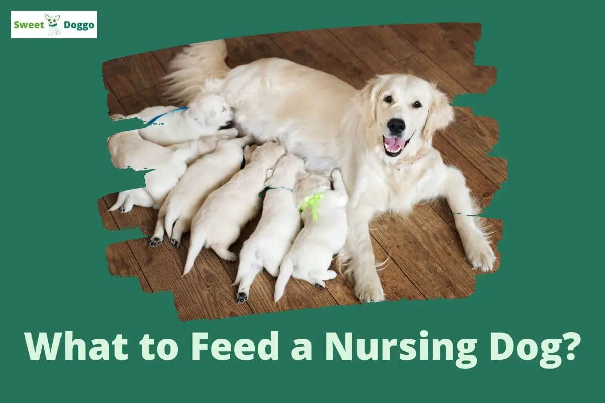 what-to-feed-a-nursing-dog-2022-guide-sweet-doggo