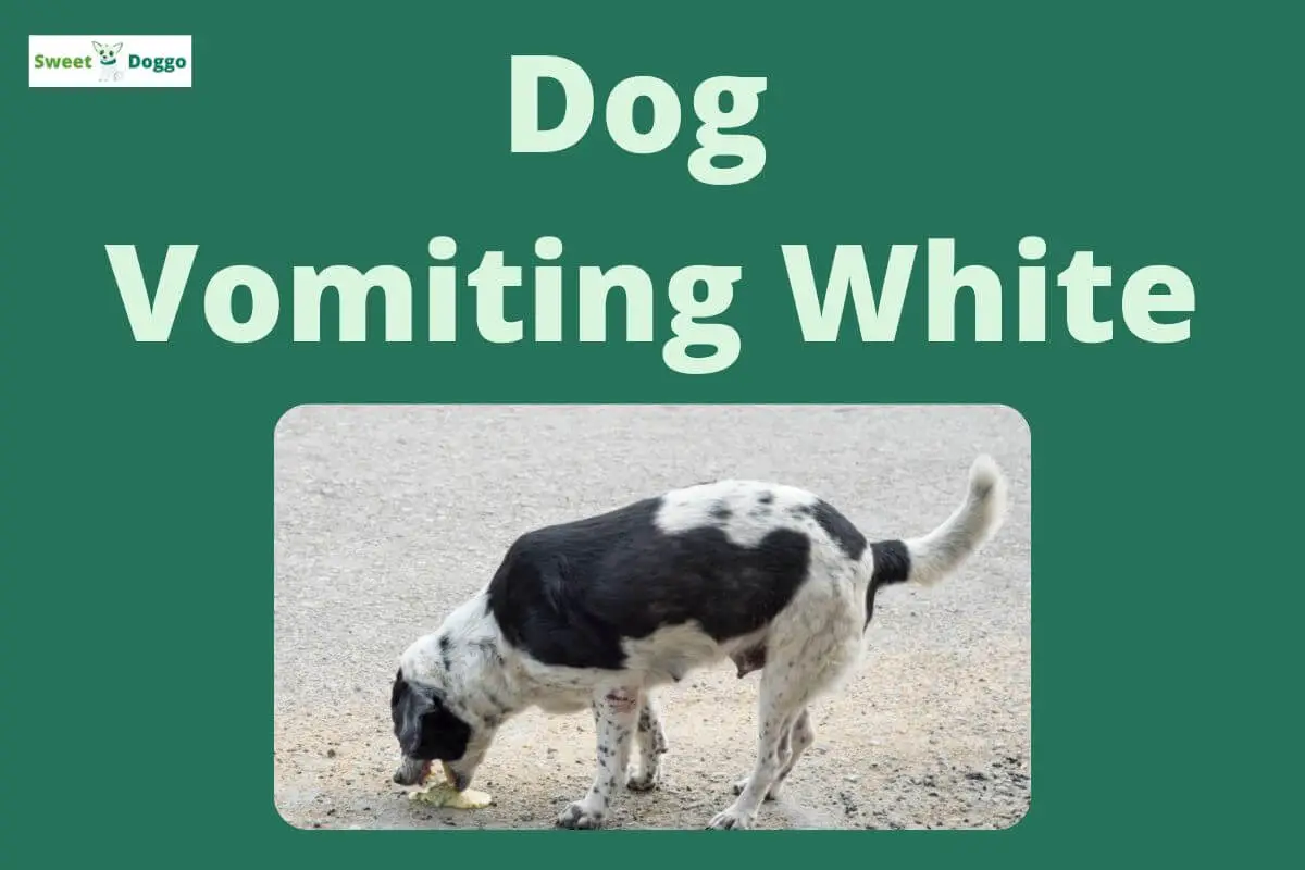 狗的白色呕吐物