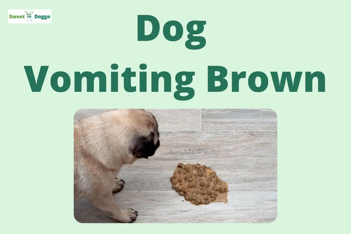 dog vomiting brown