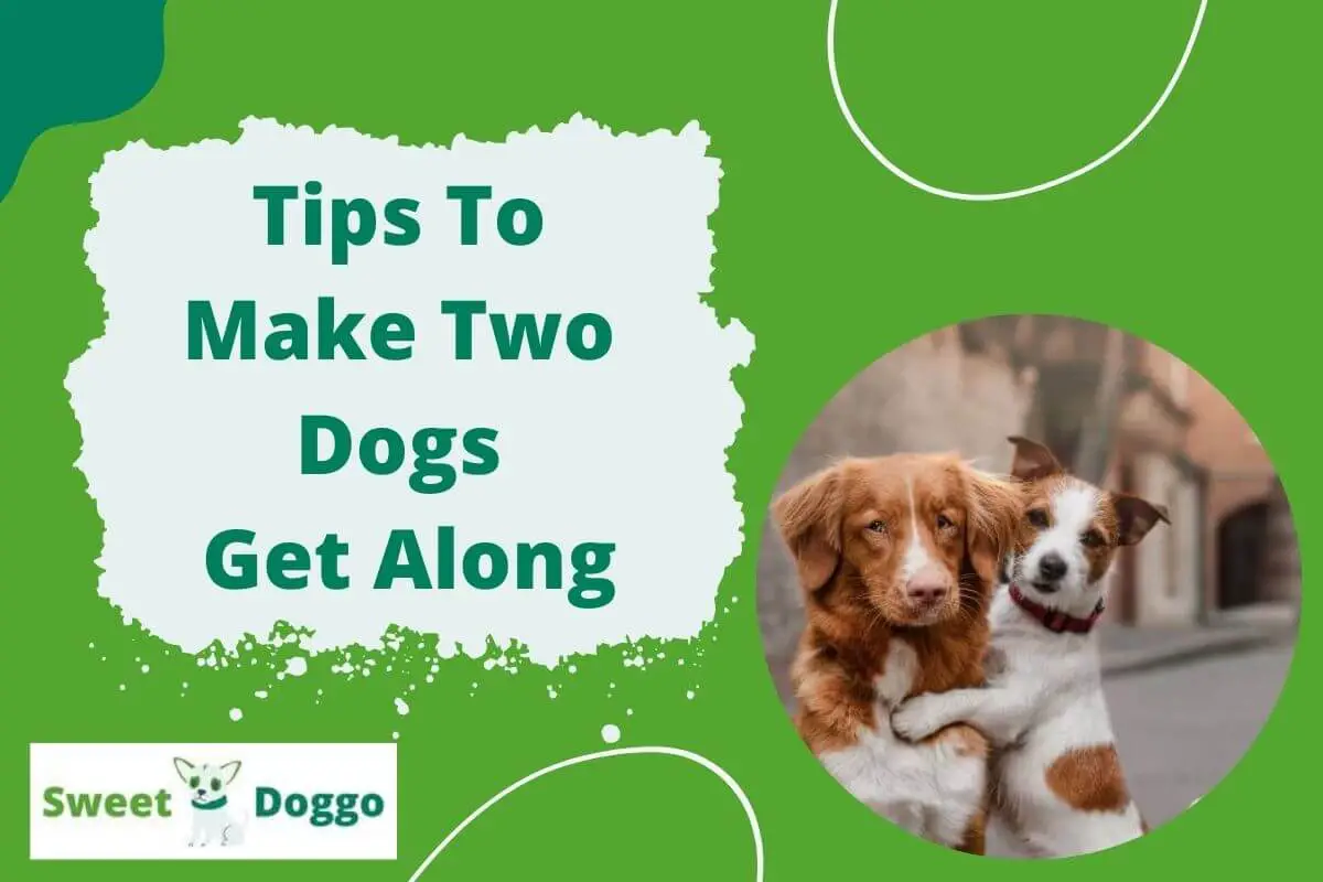 how to get two dogs to get along