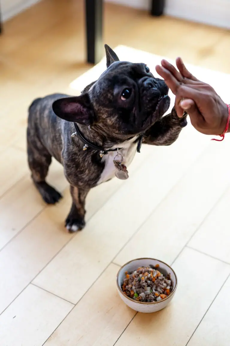 what can dogs eat? dogs like fresh food like this frenchie