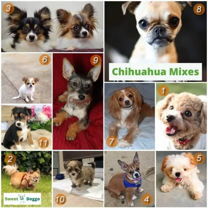 Types of chihuahua mixes