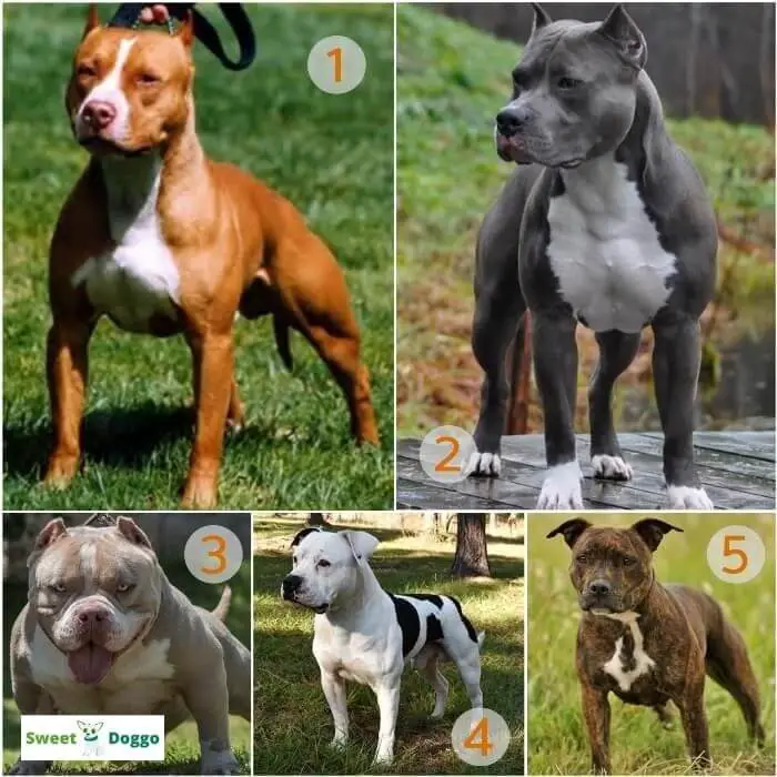 tableau des types de pitbulls