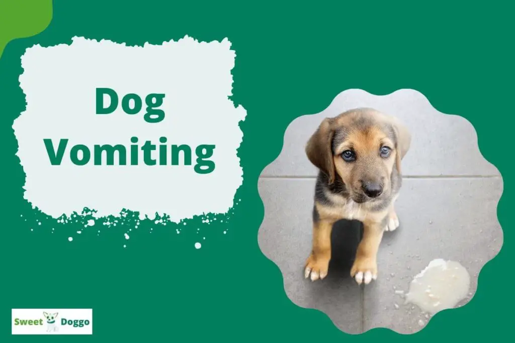 Vomiting In Dogs - Causes, Types, +4 Helpful Tips 2022