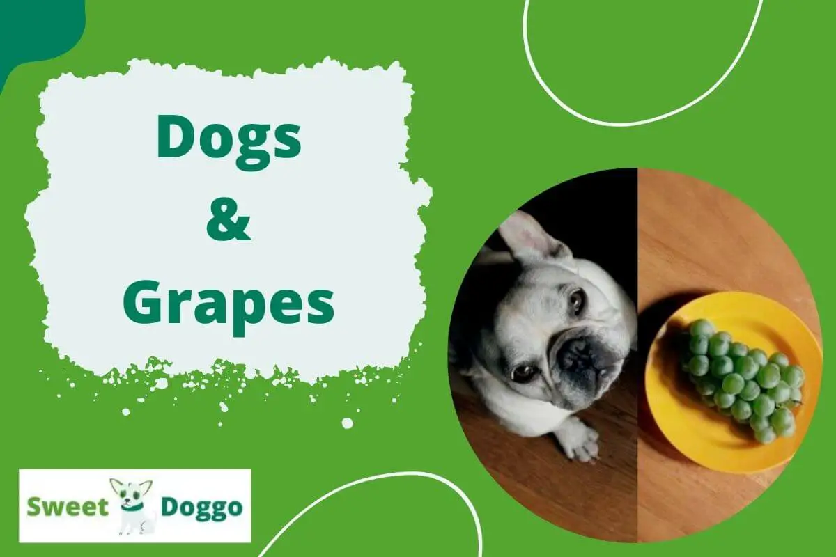 why can't dogs eat grapes