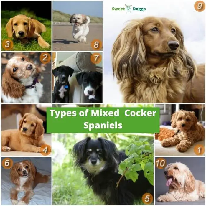 cocker spaniels mix