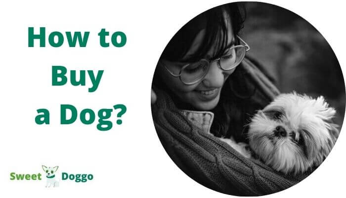 How to Buy a Dog Safely