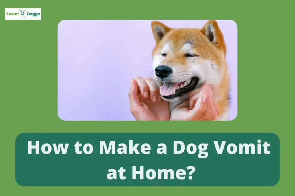 How To Make A Dog Vomit At Home? Step By Step Guide 2023