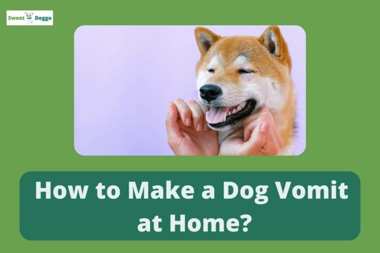 How to Make a Dog Vomit at Home