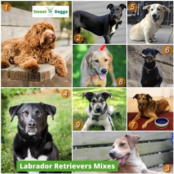 Labrador Retriever Mixes