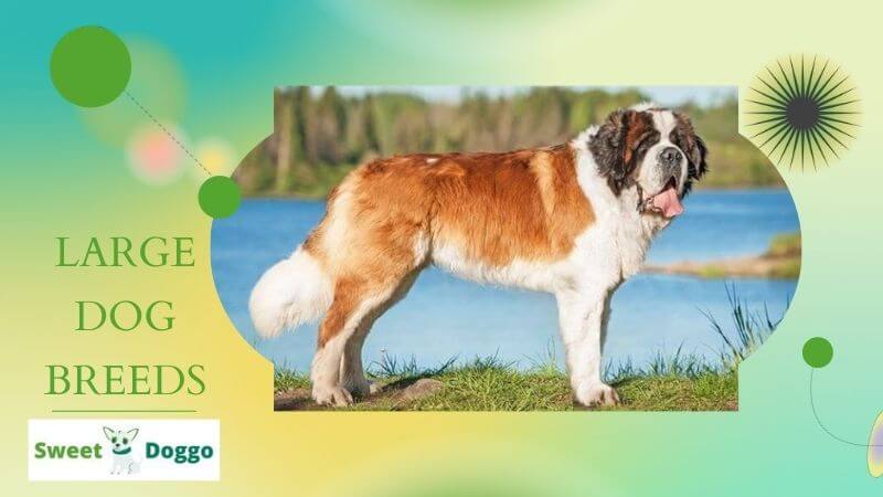 Largest Dog Breeds Pictures And Names