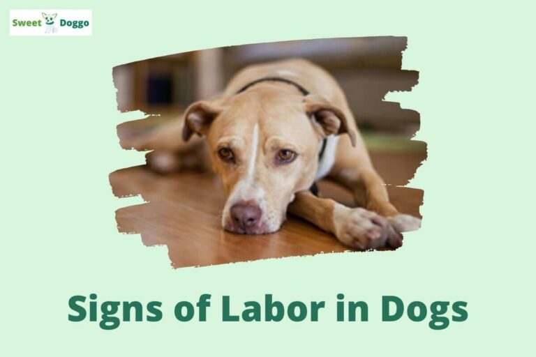 Signs of Labor in Dogs