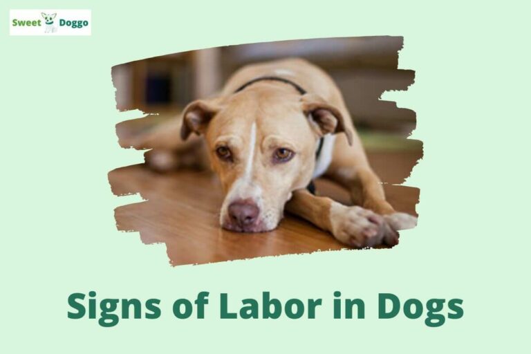 12-signs-a-dog-is-going-into-labor-soon-3-stages-and-complications