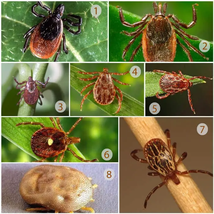 common ticks on dogs