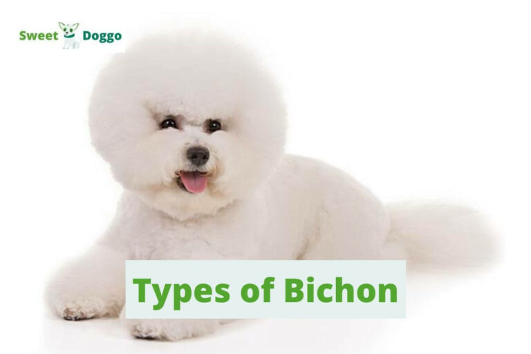 Types of Bichon