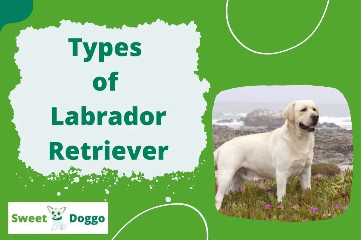 Types of Labrador Retriever