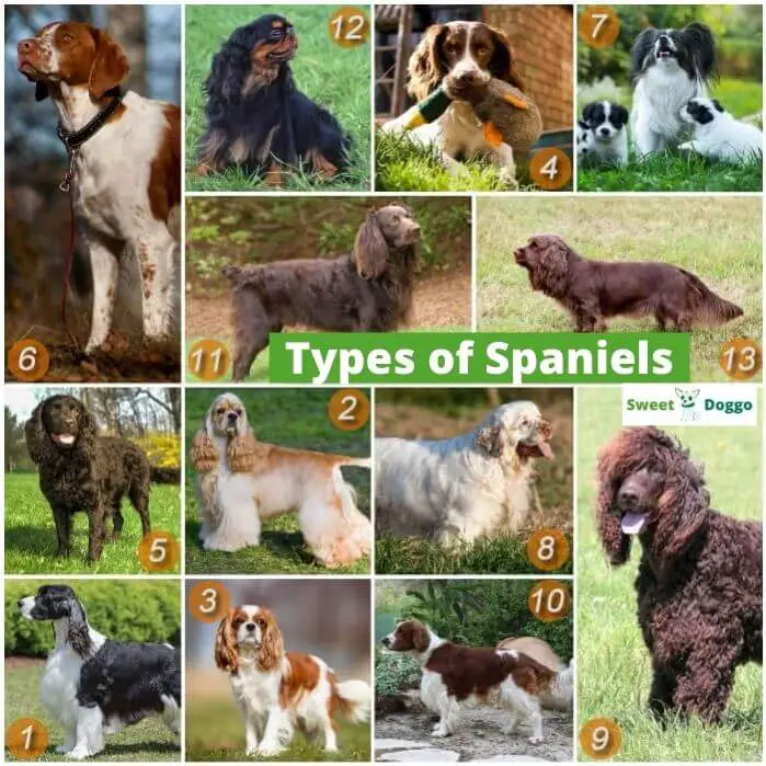 Types of Spaniels