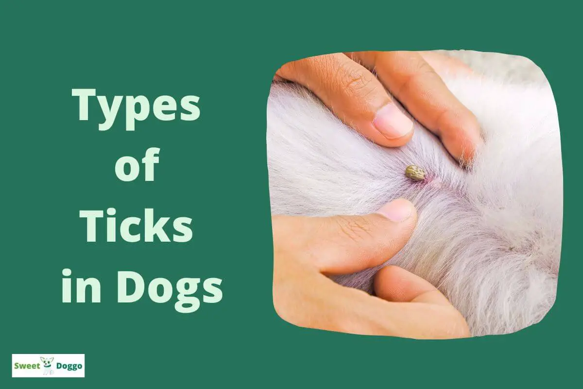 Types of Ticks in Dogs