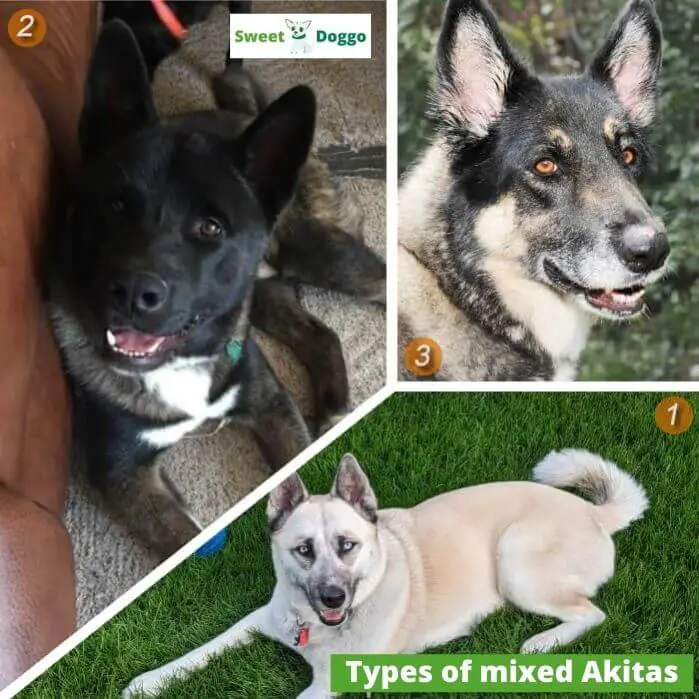 Types of mixed Akitas