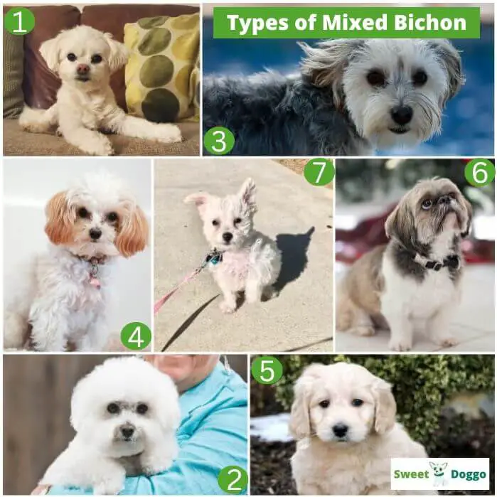 Types of mixed bichon