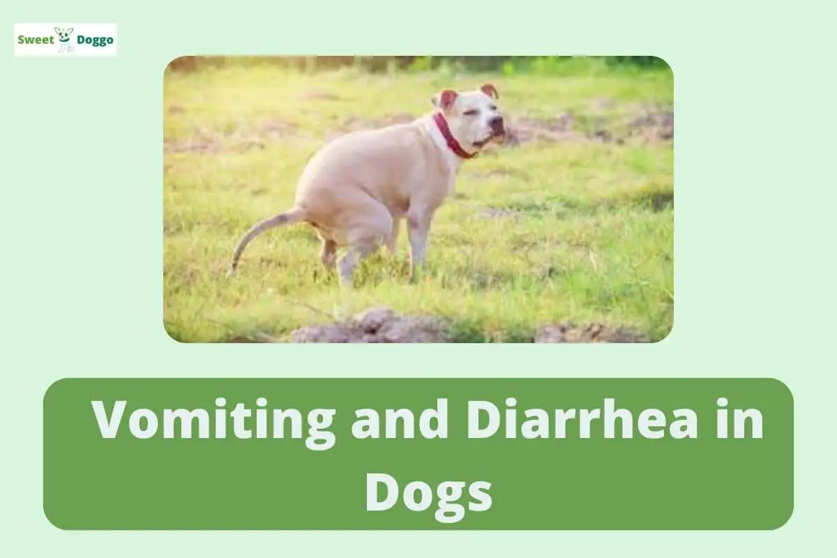 Vomiting and Diarrhea in Dogs