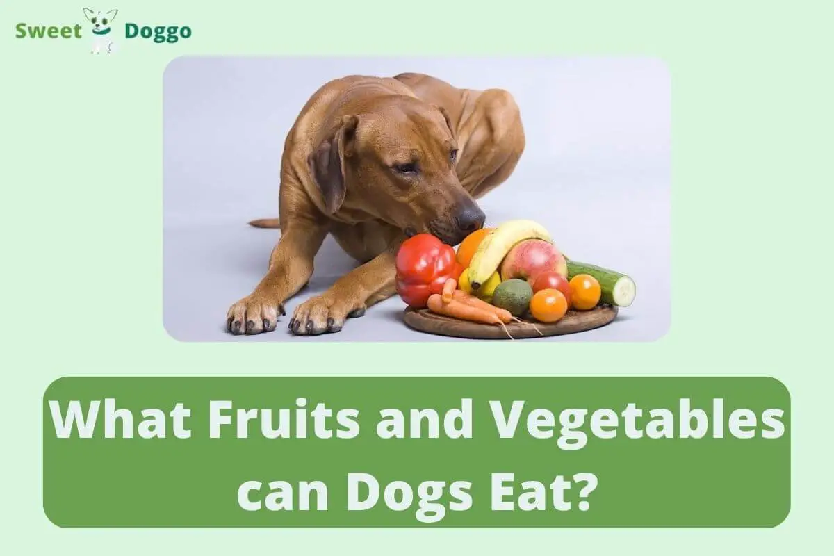 What Fruits and Vegetables can Dogs Eat