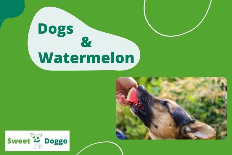 can dogs eat watermelon rind