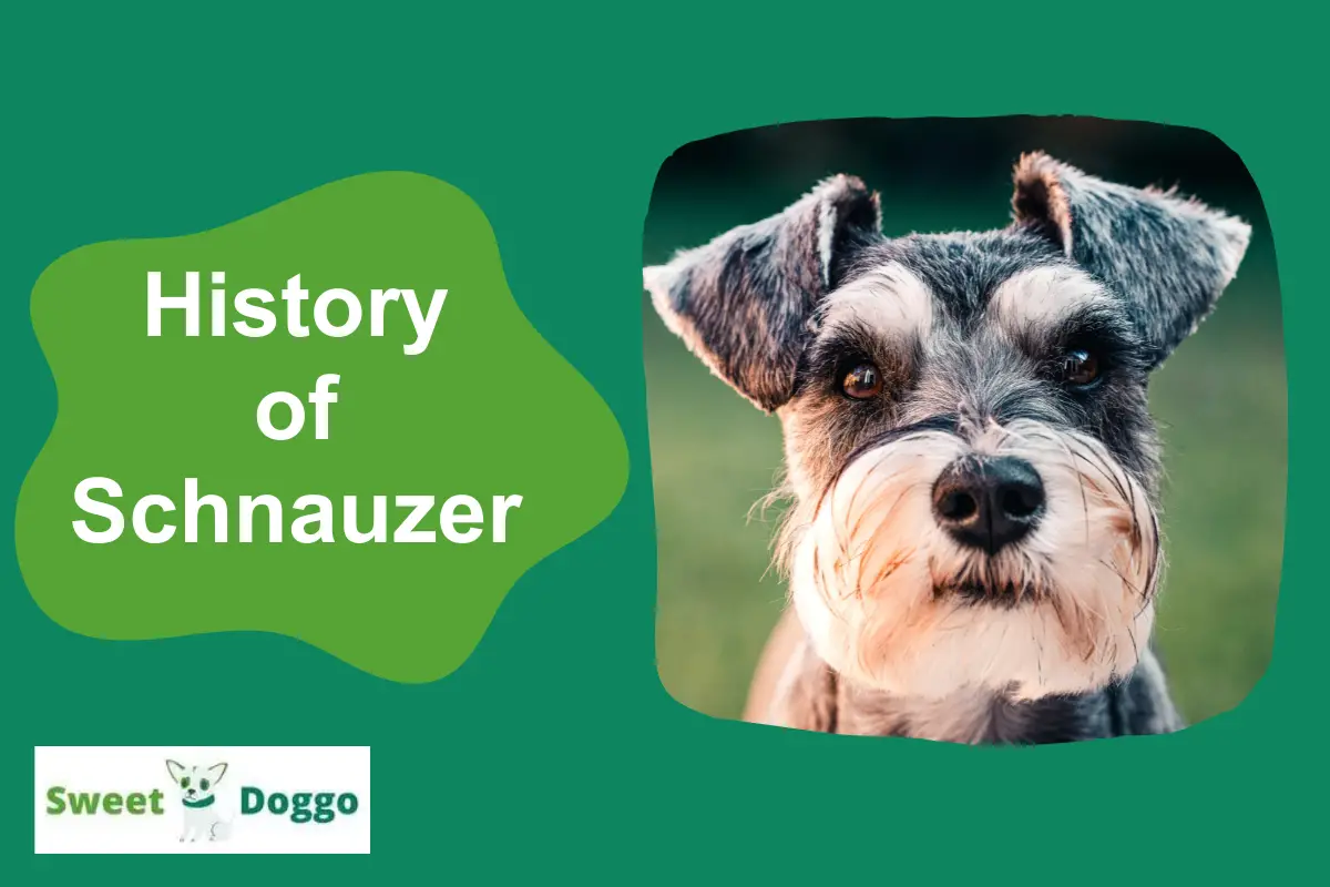 schnauzer history