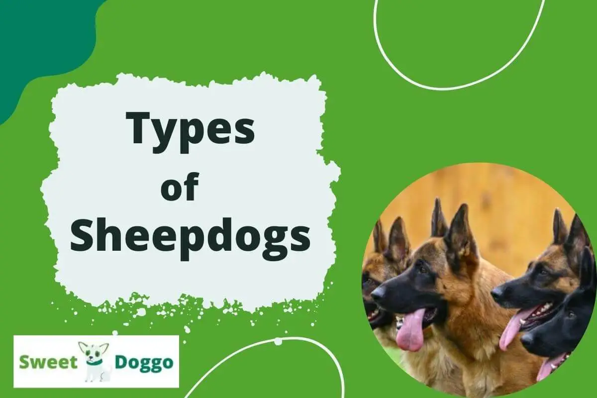 types of sheepdogs